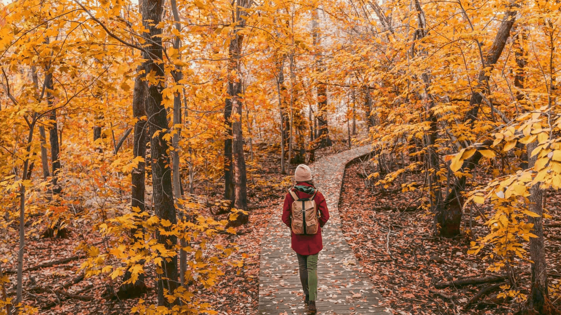 A person walks along a winding path surrounded by vibrant orange autumn foliage.