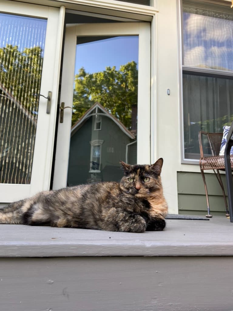 A tortoiseshell cat lounges on a porch step in front of a sliding glass door.