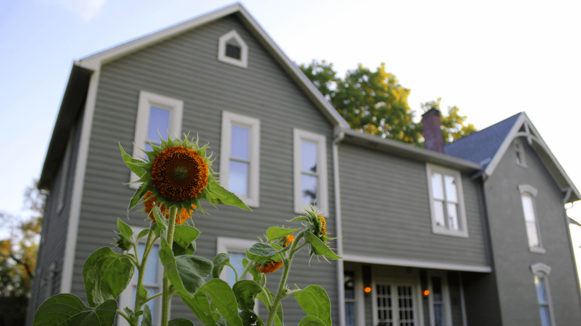A close-up of a sunflower in front of a green house.